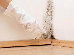 Reliable Hughson, CA Mold Removal Services Solutions